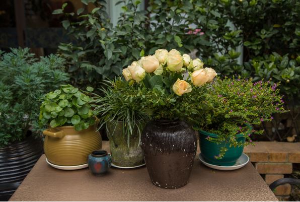 萱草和百合花的区别