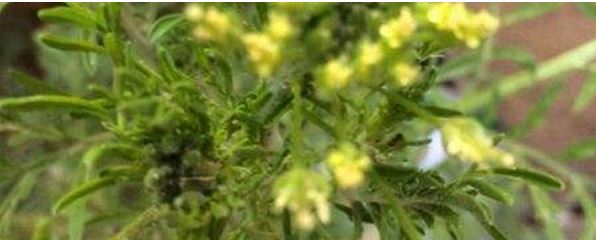 播娘蒿的饲养方式