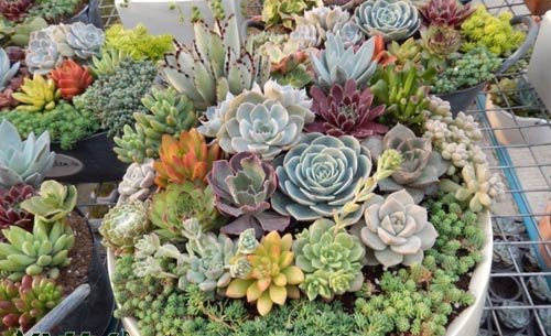 养多肉植物有什么好处