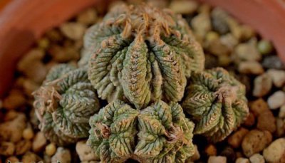 老花笼资料简述 老花笼的资料介绍