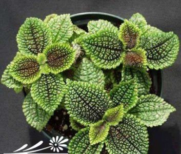冷水花养护注意事项 冷水花养护时要注意什么