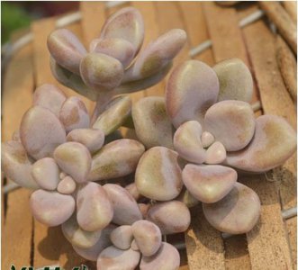 艾伦多肉植物介绍 多肉植物艾伦的介绍