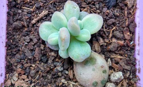 多肉植物艾伦的介绍