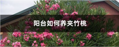 生活阳台怎样养夹竹桃花 必须注意什么
