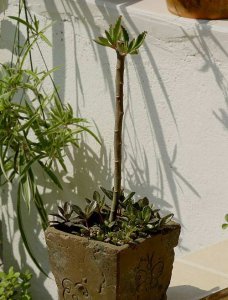 不死鸟长太高了咋么办 不死鸟长得过高如何处理