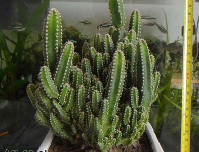 万重山会开花吗 万重山是否会开花？