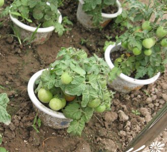《阳台种菜肥料选择攻略》 阳台种菜全攻略之肥料的选择