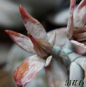 雪莲种子采收与授粉技巧 雪莲授粉（采收种子篇）