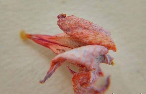 雪莲授粉