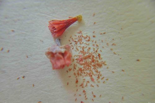 雪莲授粉