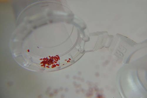 雪莲授粉