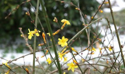 迎春花几月移栽 迎春花何时移栽？
