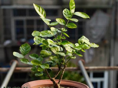 《茉莉秋冬养护要点》 茉莉秋季、冬季管理要点