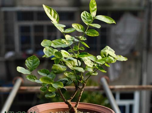 茉莉秋季、冬季管理要点