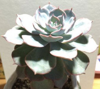 蓝石莲度夏心得 蓝石莲夏季养护经验分享