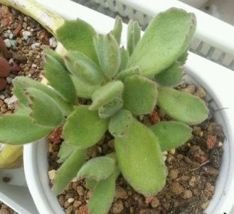 熊童子叶子变软 熊童子叶子变软的原因及解决办法