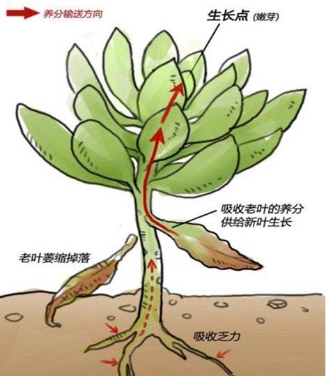 熊童子叶子变软