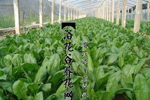 如何种夏菠菜 夏菠菜种植方法