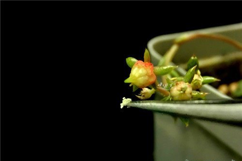 多肉花粉保存