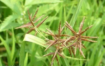 香附子草怎么除根 《香附子草根除方法》