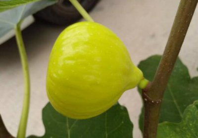 大金无花果是金傲芬吗附特点、缺点