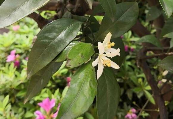 橘子树是自花授粉吗