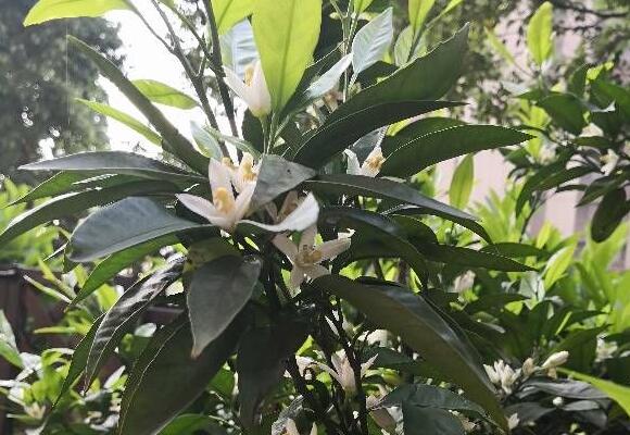 橘子树是自花授粉吗