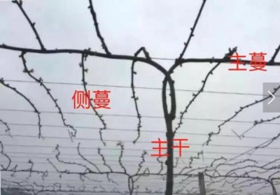 猕猴桃当年长的藤蔓会结果吗 《猕猴桃当年长出的藤蔓能结果吗？》