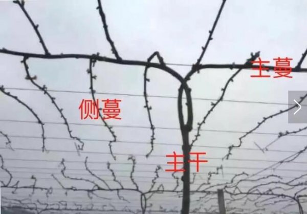 猕猴桃当年长的藤蔓会结果吗