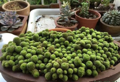 魔南景天常见品种及图片 魔南景天的常见品种（图）