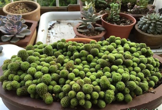魔南景天的常见品种
