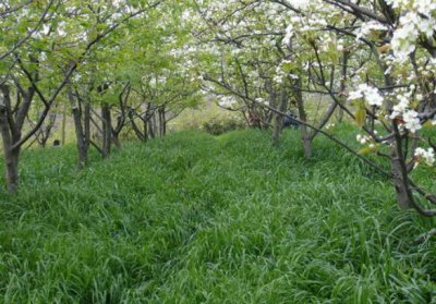 苹果园种什么草最好 苹果园适宜种哪种草？