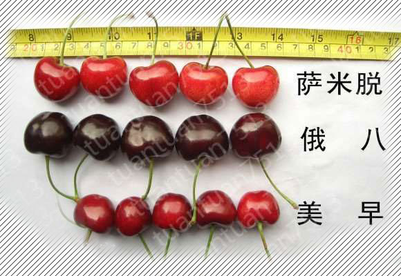 俄罗斯八号樱桃介绍