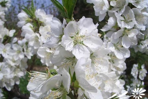 观赏桃花的主要品种