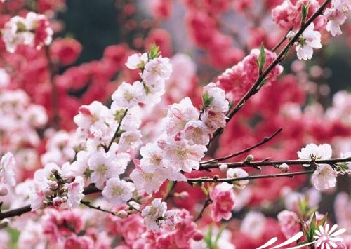 观赏桃花的主要品种