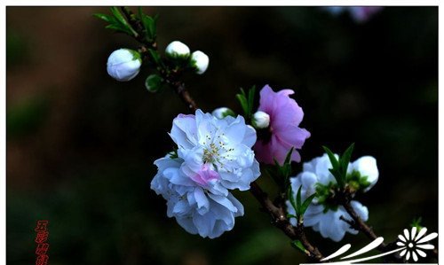 观赏桃花的主要品种