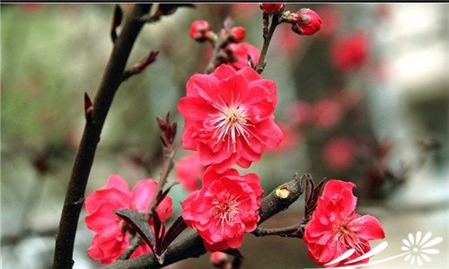 观赏桃花的主要品种