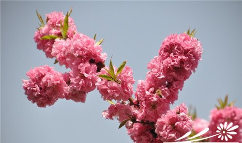 观赏桃花的主要品种