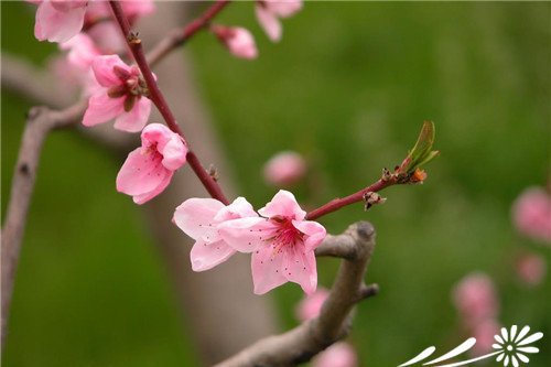 观赏桃花的主要品种