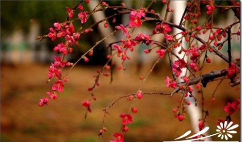 观赏桃花的主要品种