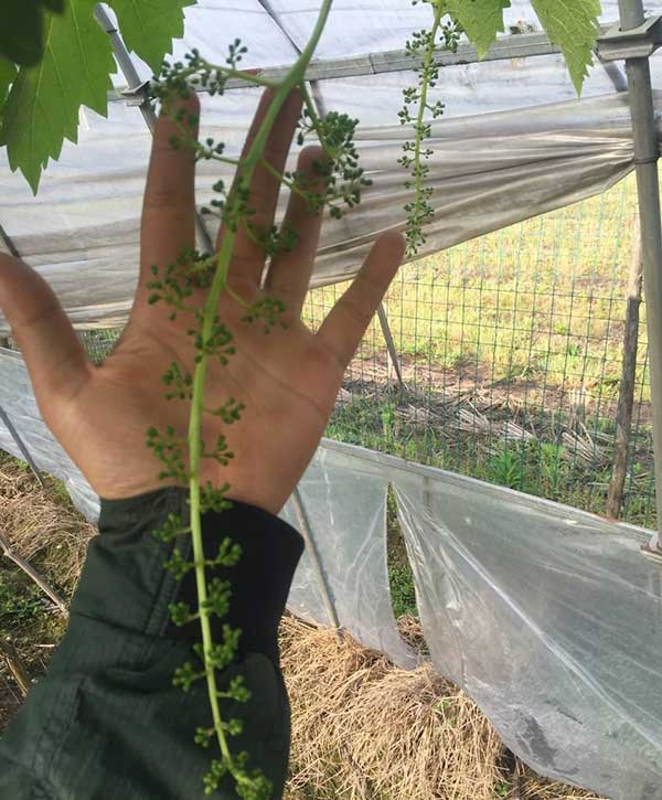 葡萄拉花什么意思