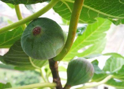 阳台无花果种植10要点 《阳台种无花果的10个关键要点》