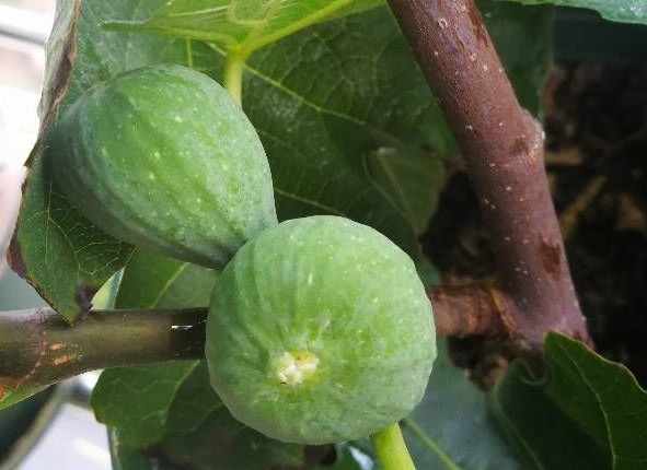 阳台无花果种植10要点