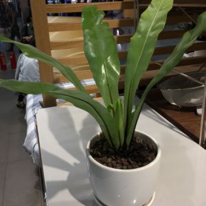鸟巢蕨能放在卧室吗 卧室适合摆放鸟巢蕨吗？