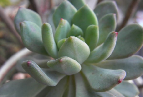 什么植物能在夜间释放氧气