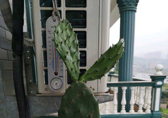 什么植物能在夜间释放氧气