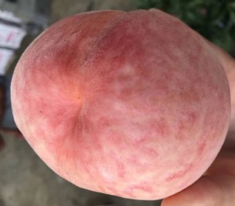 久保桃几月熟 是脆的吗 《久保桃何时成熟？口感脆吗？》