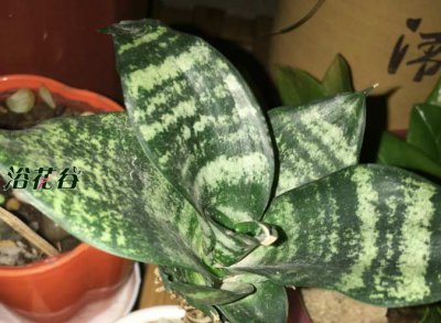 虎皮兰真的能去甲醛吗？ 虎皮兰能去甲醛吗（纯属扯淡）