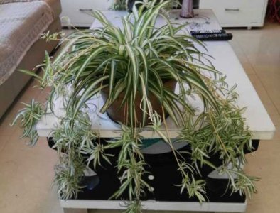 吸烟的植物有哪些（实话实说根本就没有）