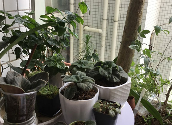 吸烟的植物有哪些